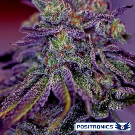 Blue Rhino von Positronics feminisiert - Günstig anbauen