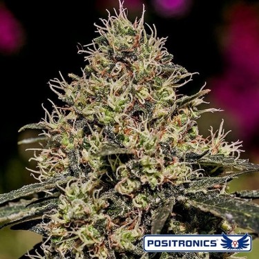 Critical 47 von Positronics feminisiert - Günstig anbauen