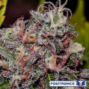 Caramelice von Positronics feminisiert - Günstig Anbauen