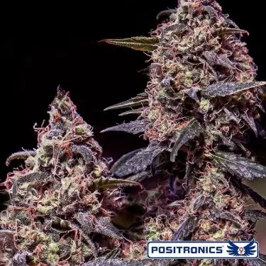 Somango 47 von Positronics feminisiert - Günstig Anbauen