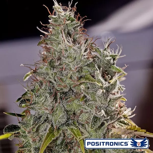 Sicht Amnesia Mistery planta de marihuana