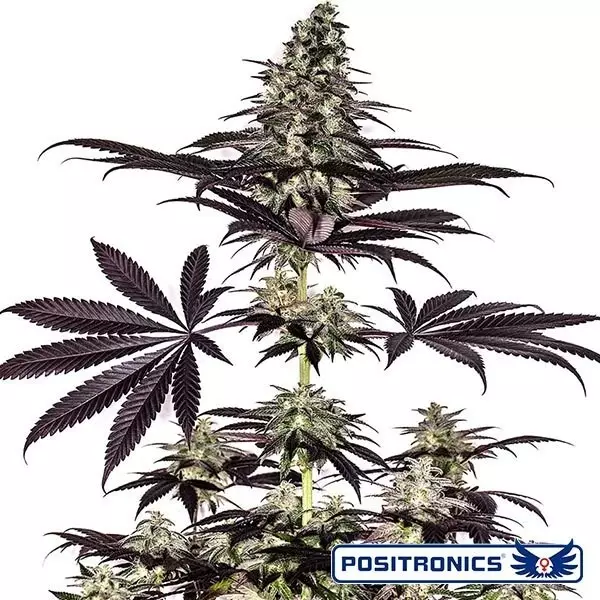 Sicht CBD + Caramelice Express Auto von Positronics - Billiges Wachstum