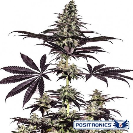 CBD + Caramelice Express Auto von Positronics - Billiges Wachstum