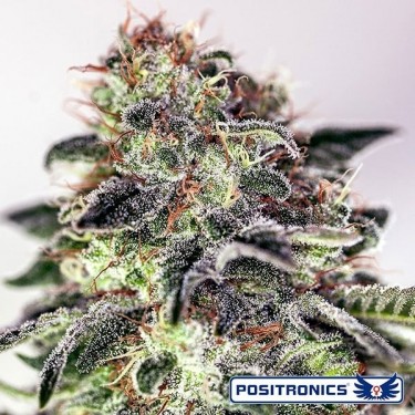 View Sticky Dream Express Auto von Positronics - Günstig anbauen