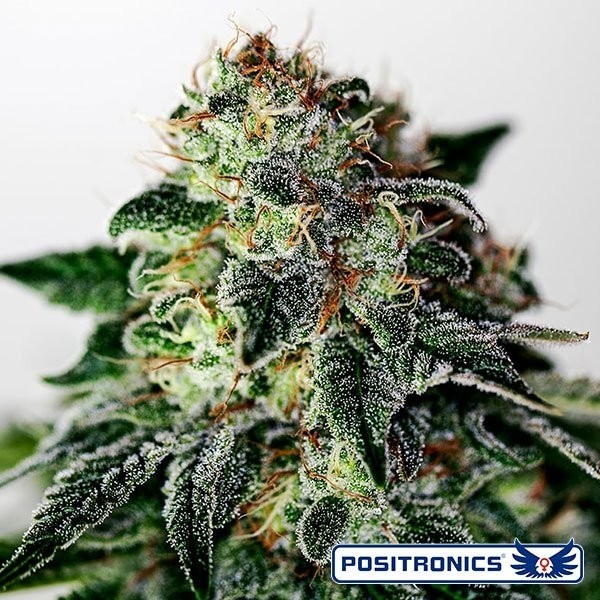 View Mystic Cookie Express Auto von Positronics - Günstig Wachsen