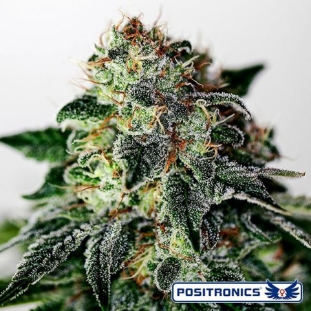 Mystic Cookie Express Auto von Positronics - Günstig Wachsen