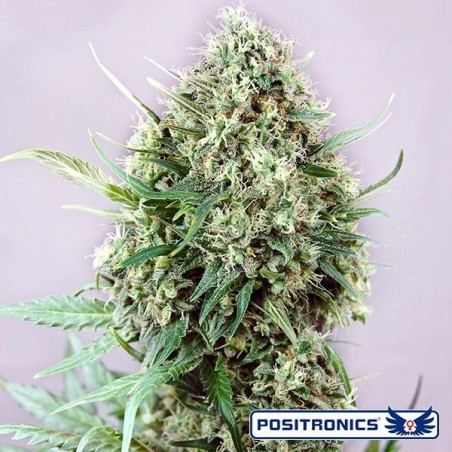 Jack Diesel Express Auto von Positronics Auto - Günstig Wachsen