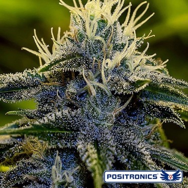 View Afghan Express Auto von Positronics - Billig Wachsen