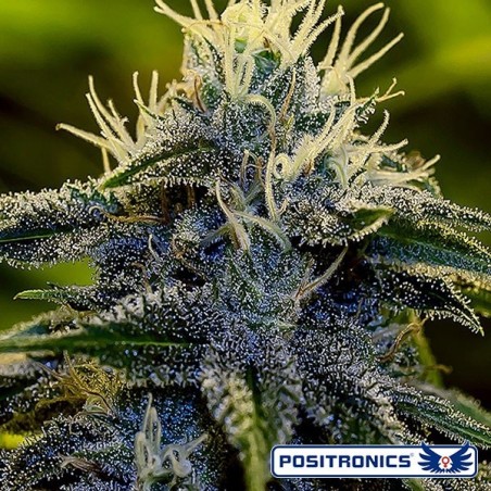 Afghan Express Auto von Positronics - Billig Wachsen