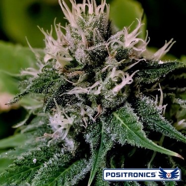Critical Express Auto von Positronics - Günstig Wachsen