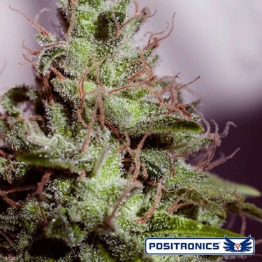 SuperCheese Express Auto von Positronics - Günstig wachsen