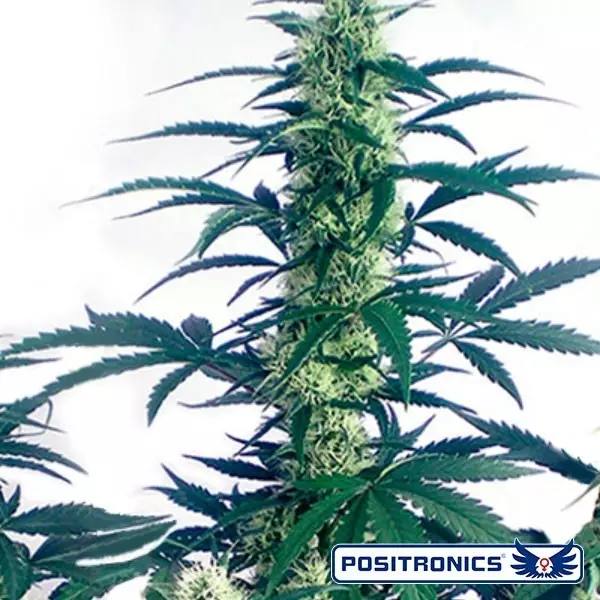 Sicht Plante de cannabis May Day Express