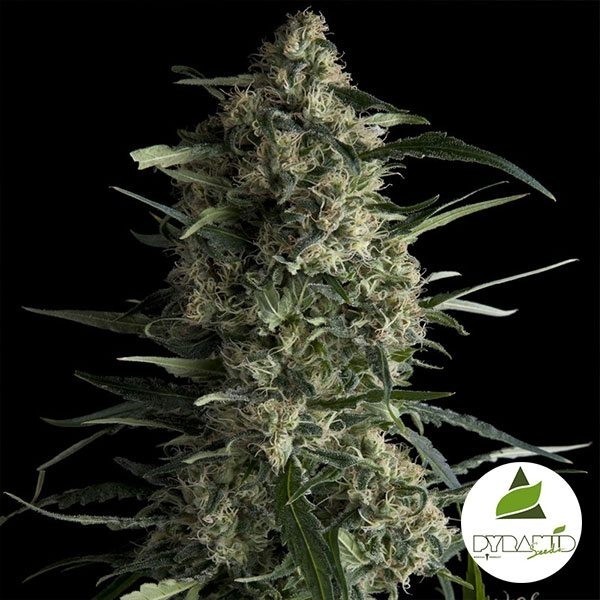 View Galaxy von Pyramid Seeds Feminisiert - GB The Green Brand