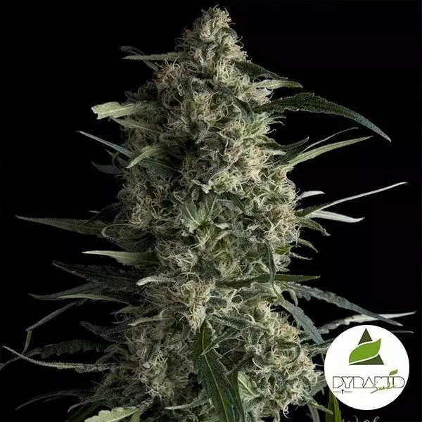 Sicht Galaxy von Pyramid Seeds Feminisiert - GB The Green Brand