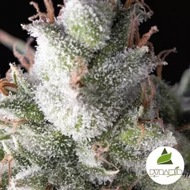 Plante de cannabis Ramses