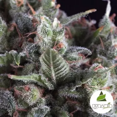 Olympia von Pyramid Seeds Geschmack und Ertrag - Günstig Anbauen