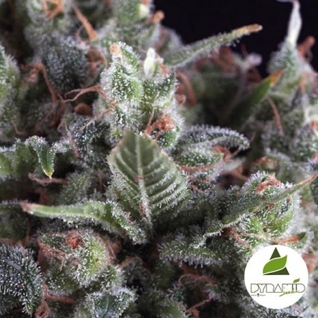 Olympia von Pyramid Seeds Geschmack und Ertrag - Günstig Anbauen