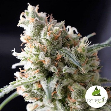 Kukulkan von Pyramid Seeds. Feminisiert - Günstig Anbauen