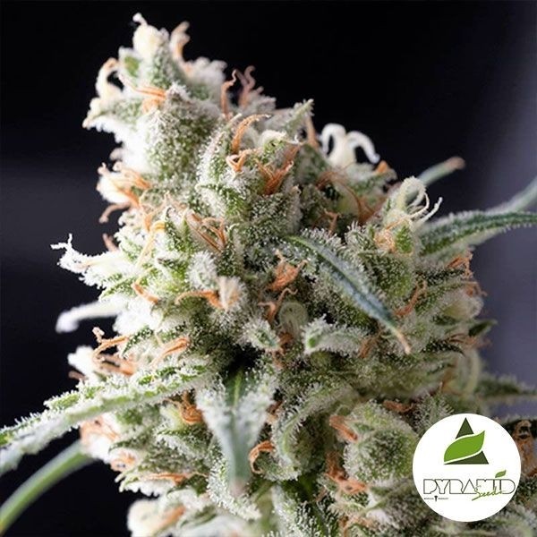 Kukulkan von Pyramid Seeds. Feminisiert - Günstig Anbauen