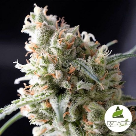 Kukulkan von Pyramid Seeds. Feminisiert - Günstig Anbauen