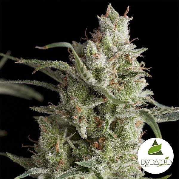 View Super Og Kush