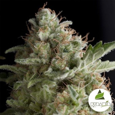 American Pie von Pyramid Seeds feminisiert - Günstig anbauen