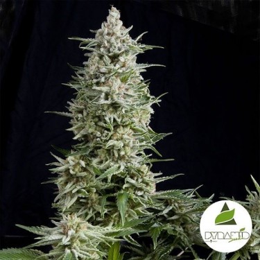 View Amnesia Gold von Pyramid Seeds feminisiert - GB The Green Brand