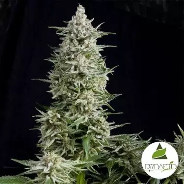 Amnesia Gold von Pyramid Seeds feminisiert - GB The Green Brand