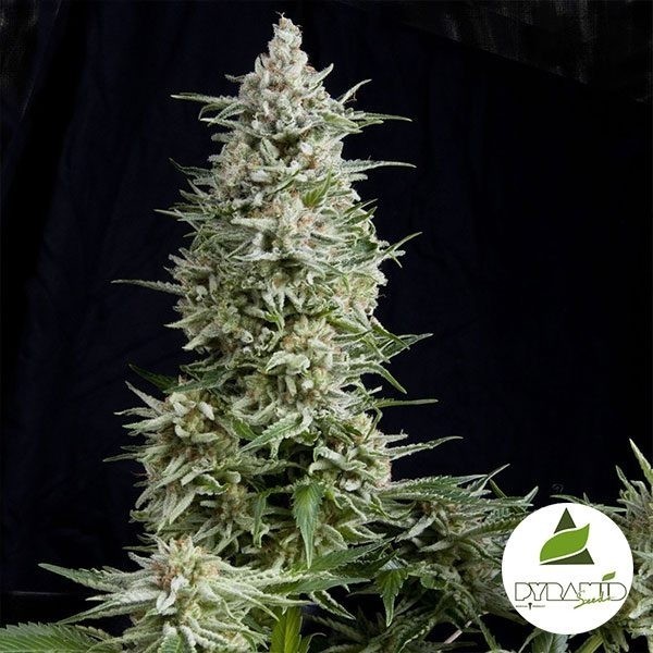 View Amnesia Gold von Pyramid Seeds feminisiert - GB The Green Brand