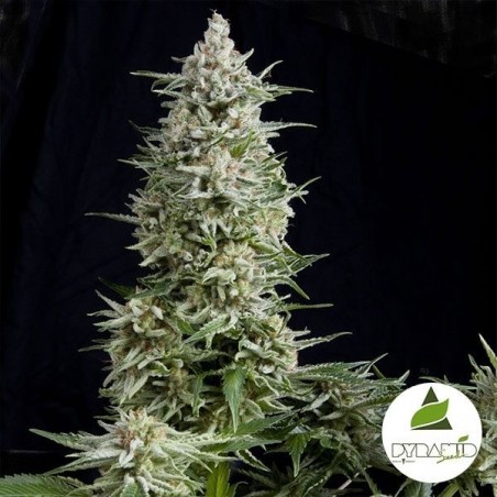 Amnesia Gold von Pyramid Seeds feminisiert - GB The Green Brand