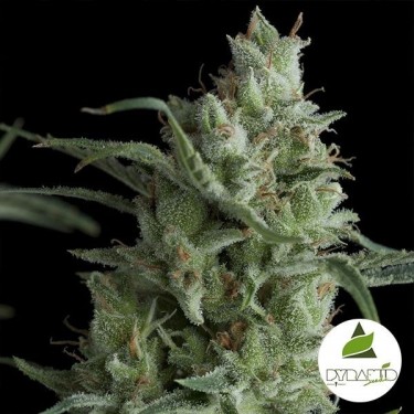 View Kryptonit von Pyramid Seeds, feminisiert - Günstig anbauen