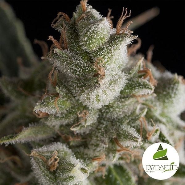 View Fresh Candy von Pyramid Seeds feminisiert - Günstig anbauen