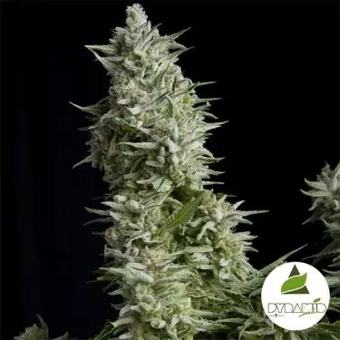 Alpujarreña von Pyramid Seeds feminisiert - Günstig Grow