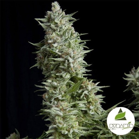 Alpujarreña von Pyramid Seeds feminisiert - Grow Barato