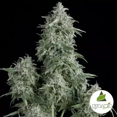 Anubis von Pyramid Seeds - Feminisiert - Günstig Wachsen