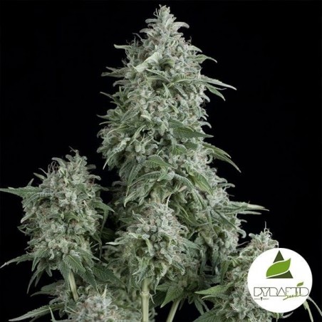 Anubis von Pyramid Seeds - Feminisiert - Günstig Wachsen