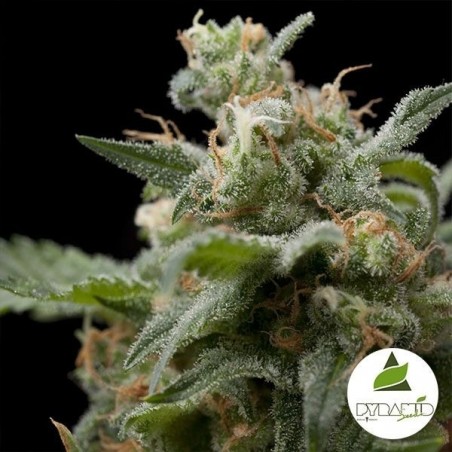 Super Hash von Pyramid Seeds feminisiert - Günstig anbauen