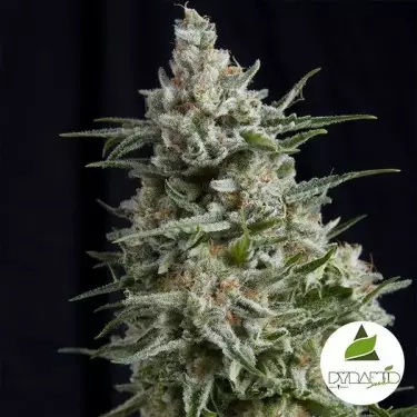 Anästhesie von Pyramid Seeds feminisiert - Günstig Grow