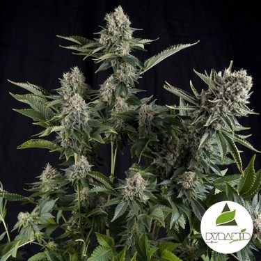View White Widow