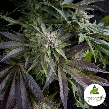 Blaue Pyramide von Pyramid Seeds feminisiert - Günstig Anbauen