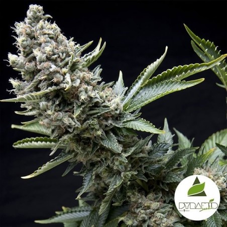 New York City von Pyramid Seeds feminisiert - Günstig anbauen