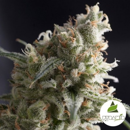 Lennon von Pyramid Seeds 100% feminisiert - Grow Billig