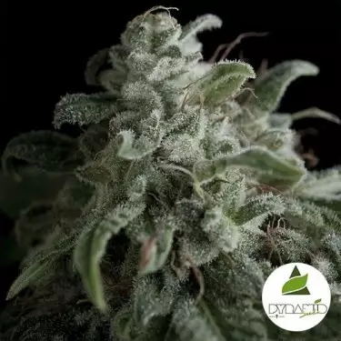 Nefertiti von Pyramid Seeds feminisiert - Wachstum billig