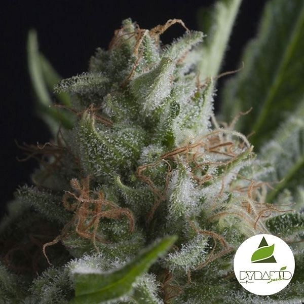 View Pyramid Seeds Feminisierte Haibohnen - Günstig Anbauen