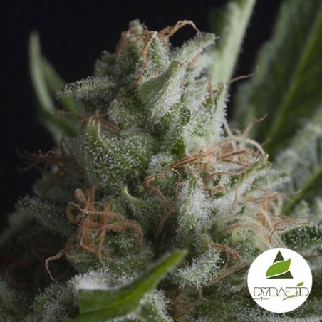 Pyramid Seeds Feminisierte Haibohnen - Günstig Anbauen