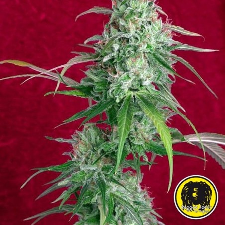 Juanita Die Tränenreiche von Reggae Seeds - Günstig Anbauen