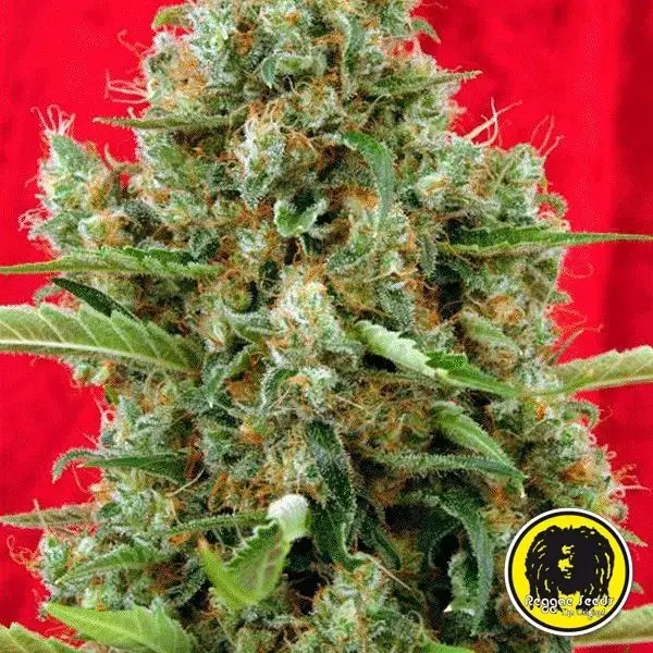 Sicht Session regular planta de marihuana