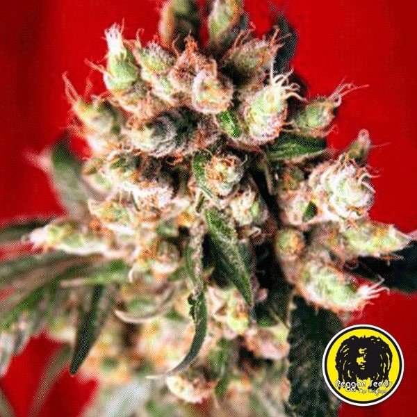View Semillas Regulares Roots planta de marihuana