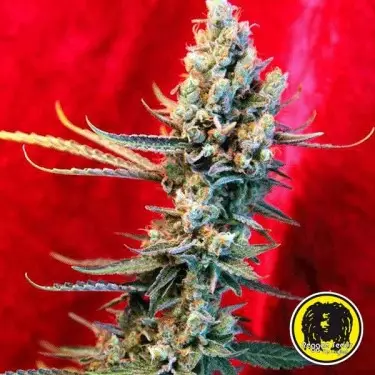 Revolution Regular Reggae-Samen - Günstig anbauen