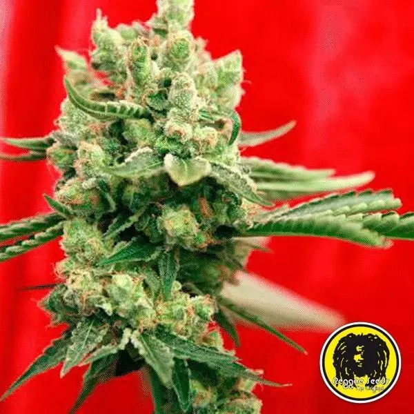 Sicht Guayaka Reguläre Samen von Reggae Seeds - Billig Wachsen